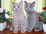 Голубые и лиловые британские котята