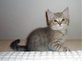 лилово-тигровый британский котенок