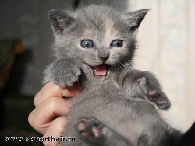 Голубокремовый котенок