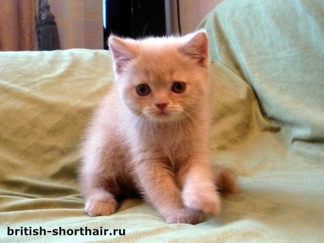Кремовый британский котенок