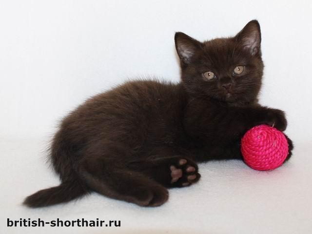Шоколадная британская кошка - British-Shorthair.ru