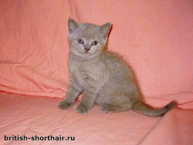 Лиловый британский кот
