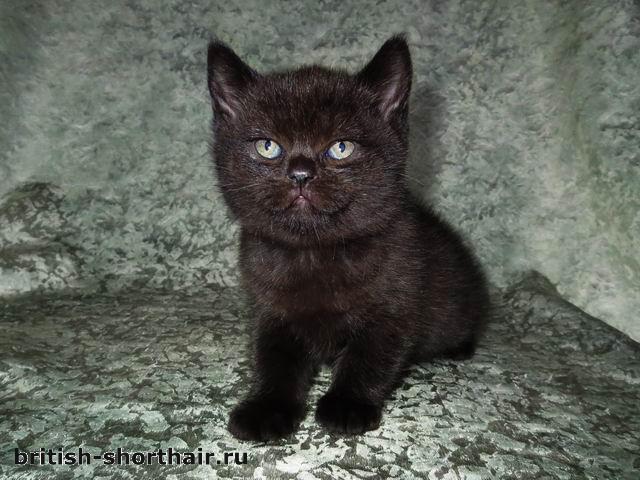 Сумрак - черный британский кот