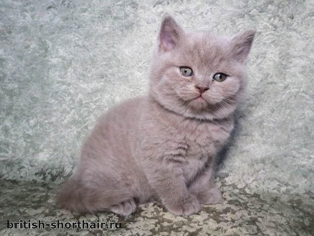 Саймон - лиловый британский кот