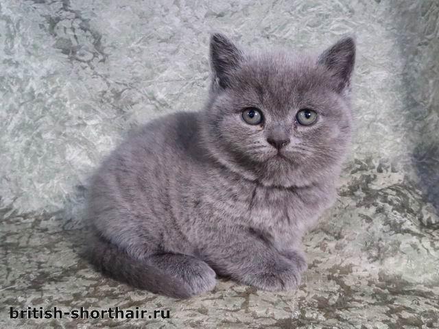 Стелла - голубая британская кошка