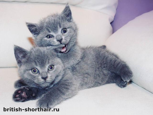 Голубые британские котята