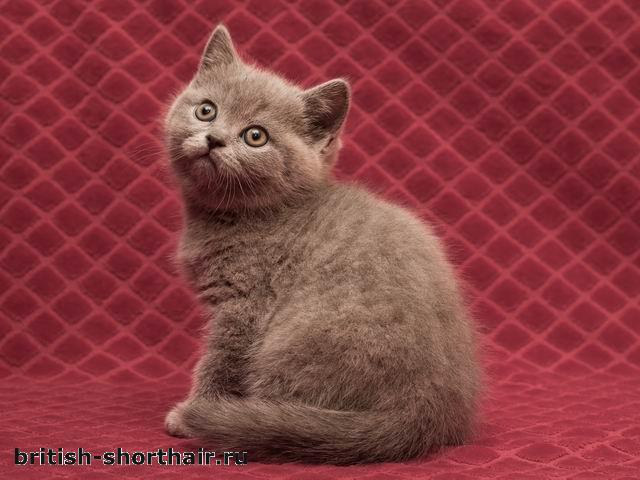 Дульсинея - голубая британская кошка