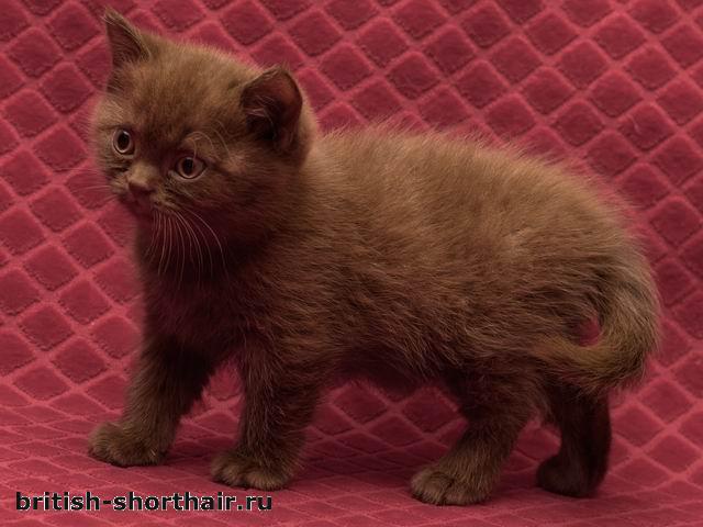 Доминикана - шоколадная британская кошка