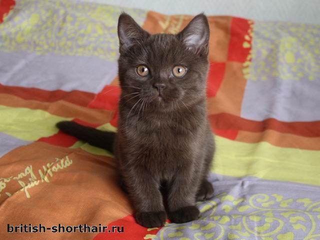 Стефани - шоколадная британская кошка - British-Shorthair.ru