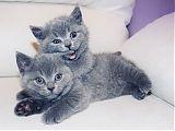 Британские котята
