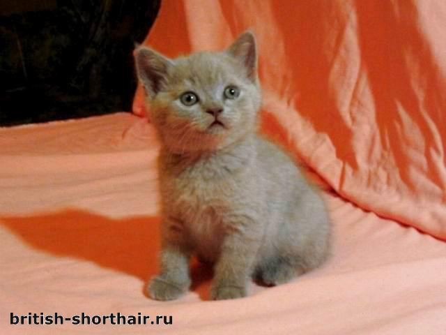 Лиловый британский котенок