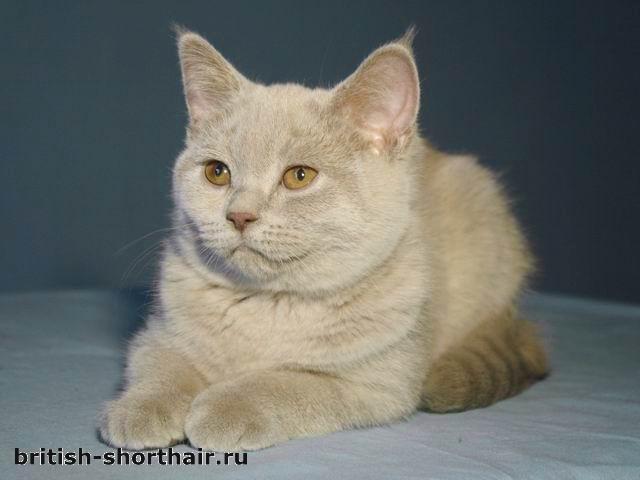 Лиловый британский котенок