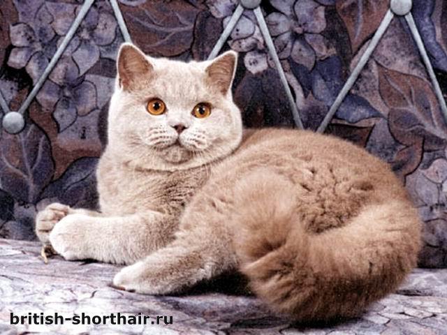 GICh Хай Фай Туманный Альбион - лиловый британский кот