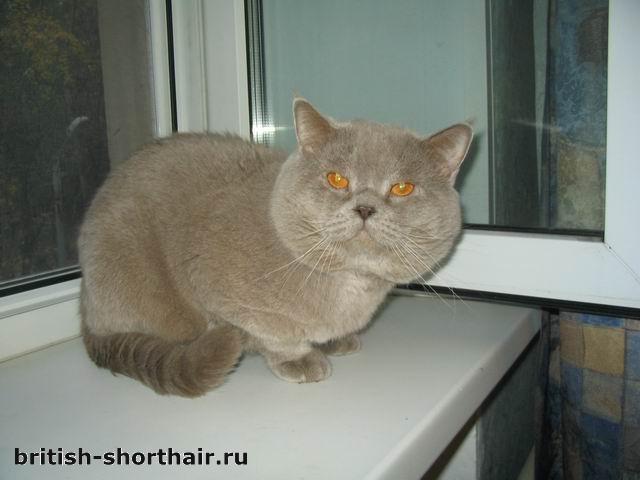 Артур Андромеда - лиловый британский кот