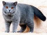 GICh Mishel Tumanniy Albion - голубой британский кот