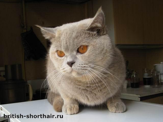 Nuke Sheen - лилово-кремовая британская кошка