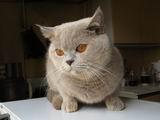 Nuke Sheen - лилово-кремовая британская кошка