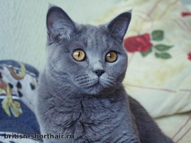 Моника - голубая британская кошка