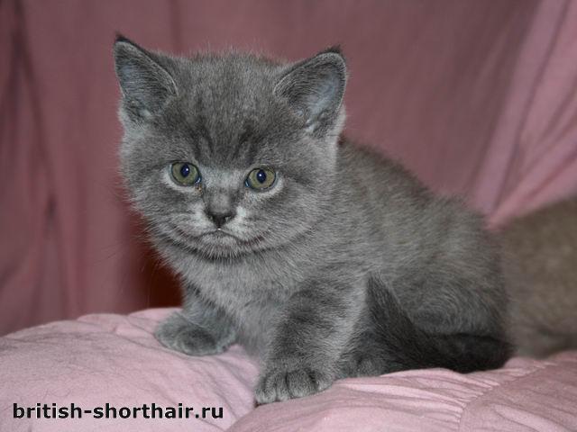 Голубой котик британец