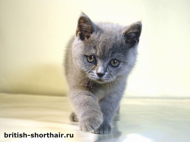 голубая британская кошка, 2 месяца
