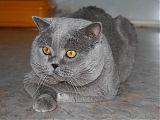 GECh Никсон Туманный Альбион - голубой британский кот
