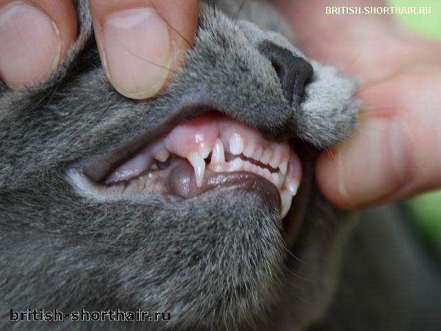 Когда у котят меняются зубы? - British-Shorthair.ru