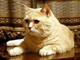 Кремовый британский кот Ришар Андромеда