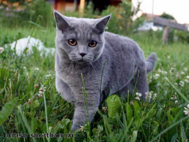 Голубая британская кошка Моника Адам Бэст
