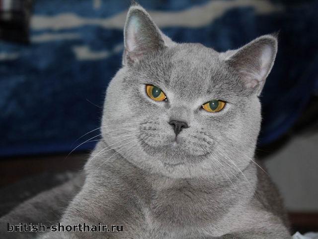 Голубой британский кот Ватсон Андромеда
