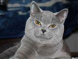 Голубой британский кот Ватсон Андромеда