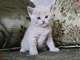 Кремовый британский котенок