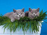 Голубые британские котята