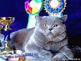 Отец котят: ECh Lancelot Blue Angel