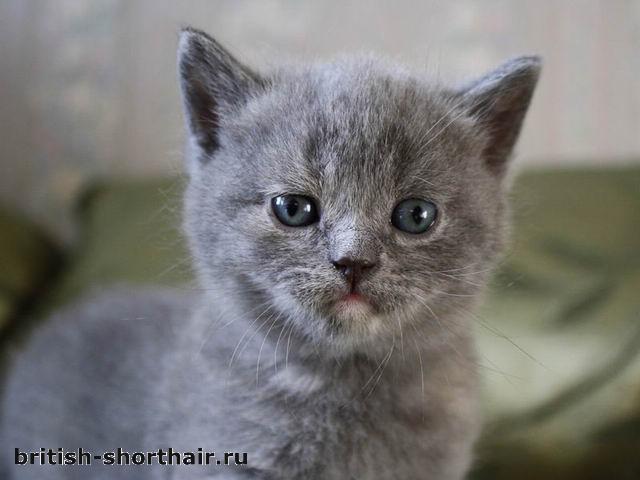 Голубокремовая кошка