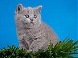 Голубой британский котик