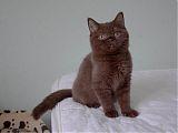 Шоколадный британский котенок